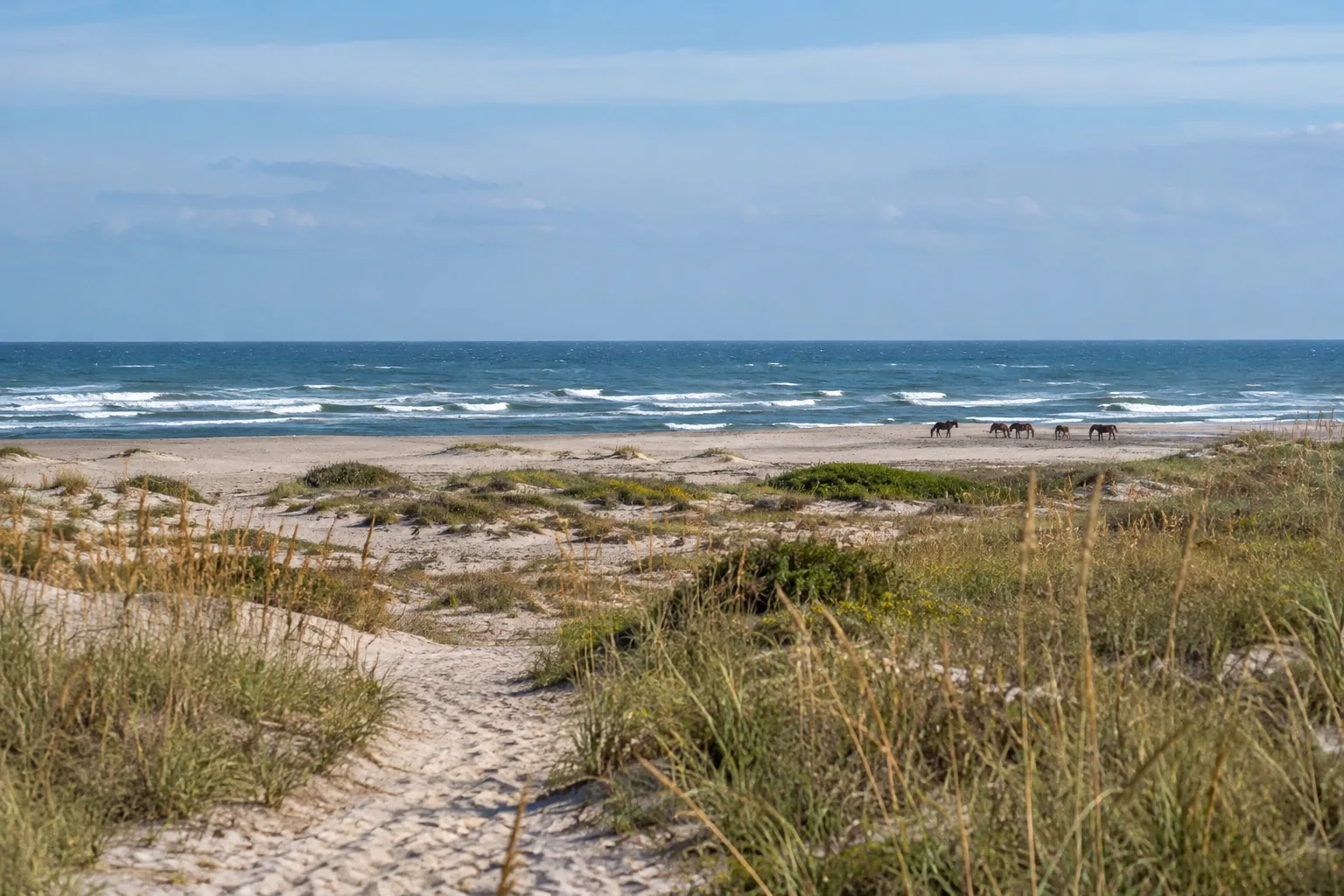 Dune grasses and a barrier-island shoreline.